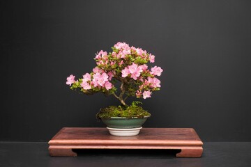 Fototapeta premium 盆栽