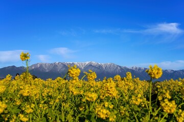 Fototapeta premium 満開の菜の花越しに見る雪の比良山の情景＠滋賀
