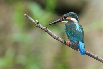 枝にとまって必死で餌を探すカワセミ成鳥メス