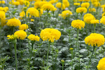 Yellow marigold flower in garden