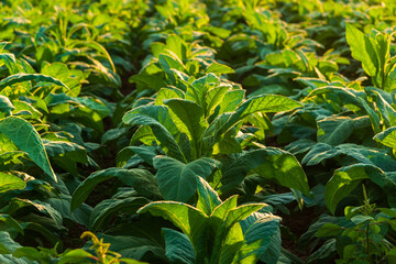 View of young green tobacco plants in field at Nongkhai of Thailand