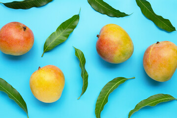 Tropical fruit, Mango on blue background.