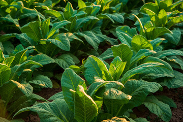 View of young green tobacco plants in field at Nongkhai of Thailand