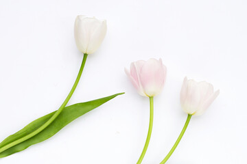 White pink tulips on white background.