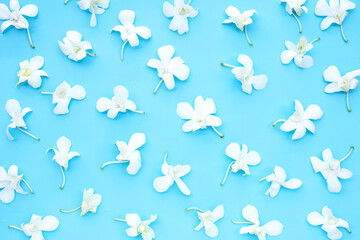 Beautiful white orchid flowers on blue background.