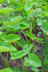 Taro garden, taro planting plot