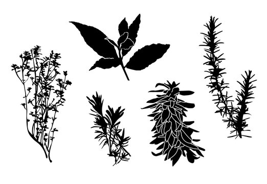 Herbs set collection for cooking, black shadow cut out on white background lavander, romarin, thym, sage and laurel  flavour background
