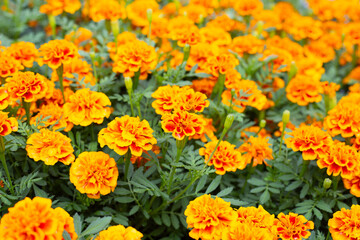 Marigold flower in the garden