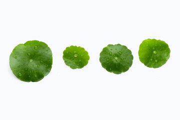 Fresh green centella asiatica leaves with water drop