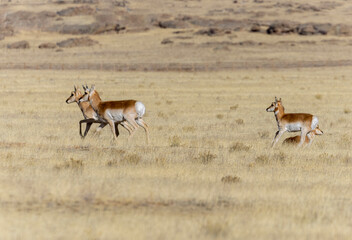 Naklejka premium Pronghorn Antelope