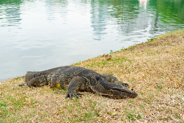 Water lizard in Lumpini Park in Bangkok. Lizard in Lumpini park. Varanus salvator. Monitor lizard.