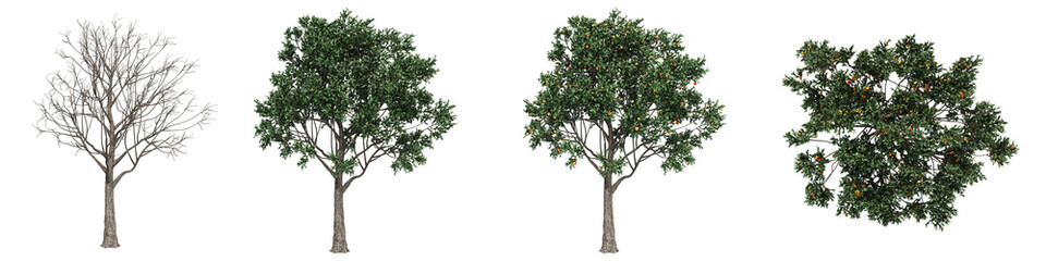 Apple tree collection isolated PNG transparent background, for architectural visualization garden...