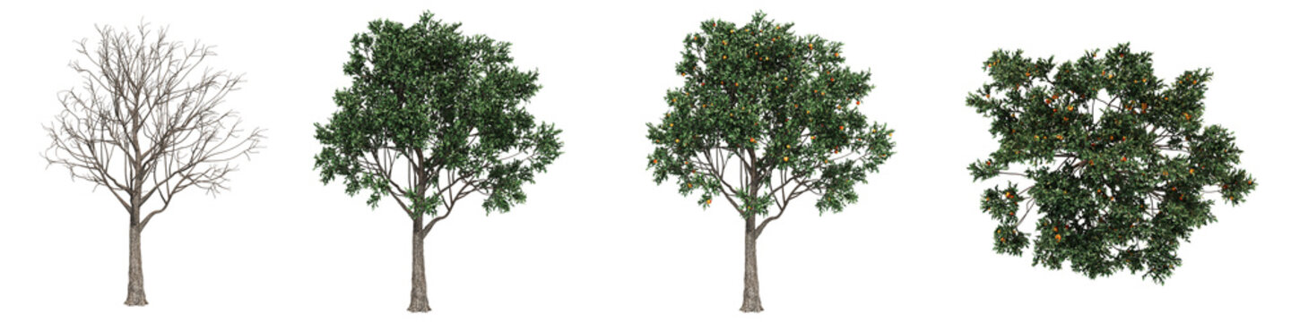 Apple tree collection isolated PNG transparent background, for architectural visualization garden design. 3D render