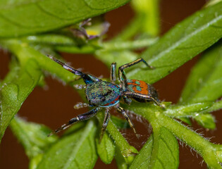 Jade jumping spider - Siler semiglaucus