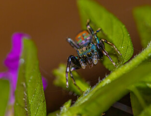 Jade jumping spider - Siler semiglaucus