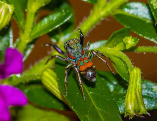Jade jumping spider - Siler semiglaucus