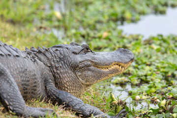 American Alligator Closeup While Resting