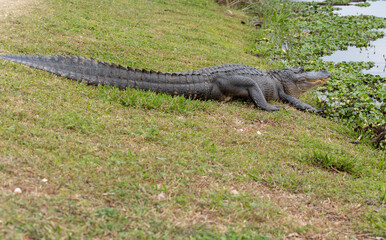 American Alligator Warming On Lake Shore