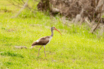 Immature White Ibis walking through grass