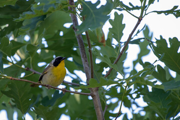 Common Yellowthroat (Geothlypis trichas) Perched on Brench at Manorville, Suffolk County, New York
