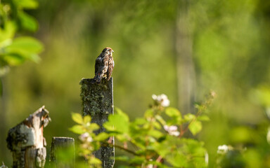 rara en estaca (Phytotoma rara)