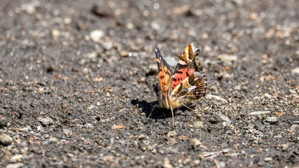 mariposa en arena