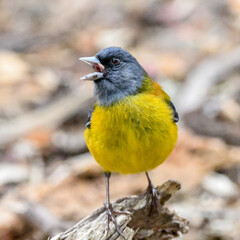 cometocino patagonicus (phrygilus magellanicus)