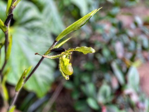 orqu&iacute;dea zapatito