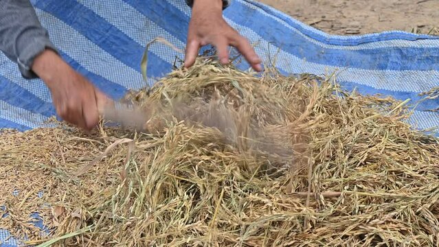 Thai farmer using wood for hitting and threshing rice paddy after harvest. Threshing is the process of separating the grain from the straw.