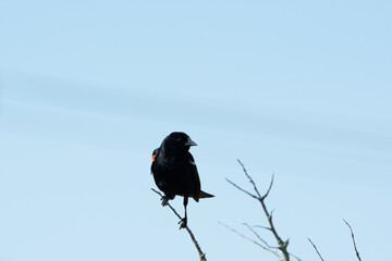 Red-winged blkacbird (Agelaius phoeniceus) perched on branch at Tiana Beach, Hampton Bays, New York