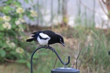 Young Magpie