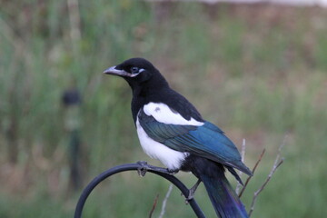 blackbird on a branch