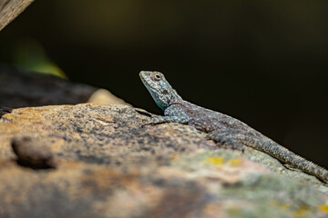 Southern Rock Agama