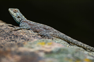 Southern Rock Agama
