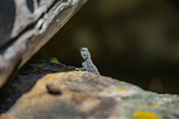 Southern Rock Agama