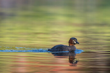 A little grebe is swimming in the lake