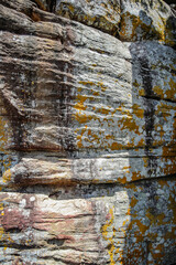 Jungle Rock Textures