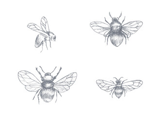 Drawing of a bee, a bumblebee with spread wings, drawing in pencil - obrazy, fototapety, plakaty