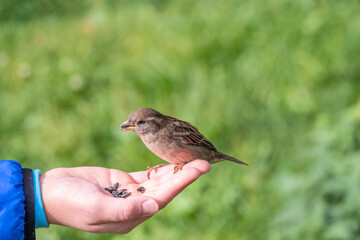 The boy feeds the birds with seeds from his hand. Sparrow eats seeds from the boy's hand
