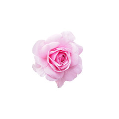 Isolated pink rose flower, cut outline for background