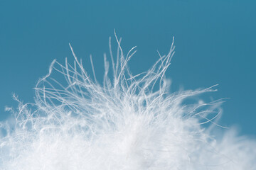 close up of  white down feather on blue background.
