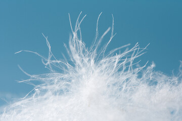 close up of  white down feather on blue background.