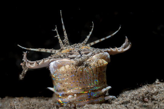 A Bobbit worm or Eunice aphroditois,