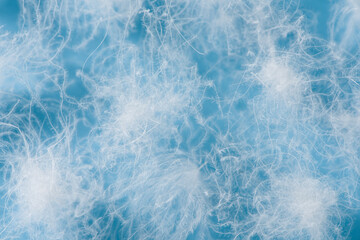 close up of  white down feather on blue background.