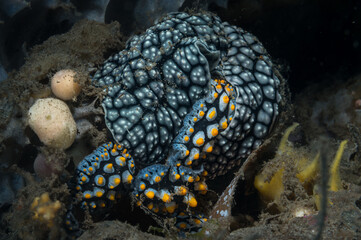 A Phyllidia varicosa nudibranch