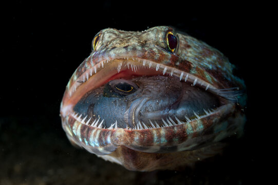 Lizardfish swallowing another small fish