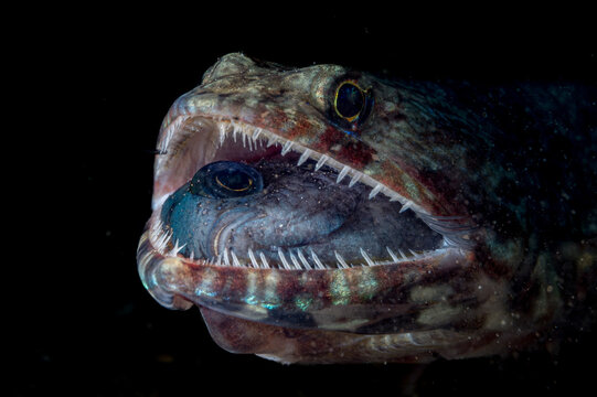 Lizardfish swallowing another small fish