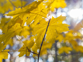 Maple branches with yellow leaves in autumn, in the light of sunset.