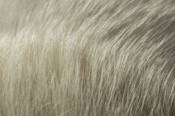 Background texture white dog hair