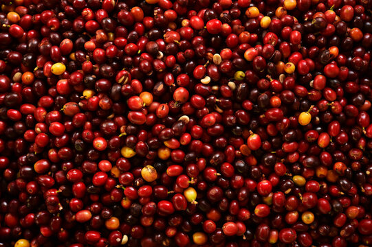 close up of fresh coffee beans for background                                                                                